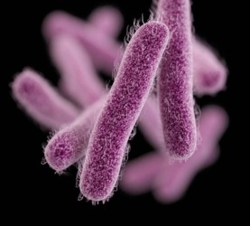 SHIGELLA SONNEI – Una superbacteria “muy contagiosa”,  genera terror