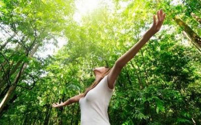 «shinrin-yoku»  «baños de bosque», lo último en salud