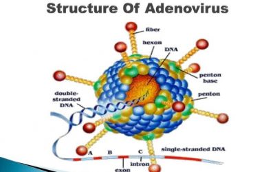 Logran un adenovirus de una alta especificidad contra las células tumorales.