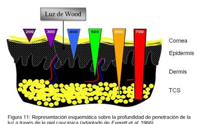 La luz de Wood, también llamada luz negra, se utiliza principalmente en los campos de estetica y medicina