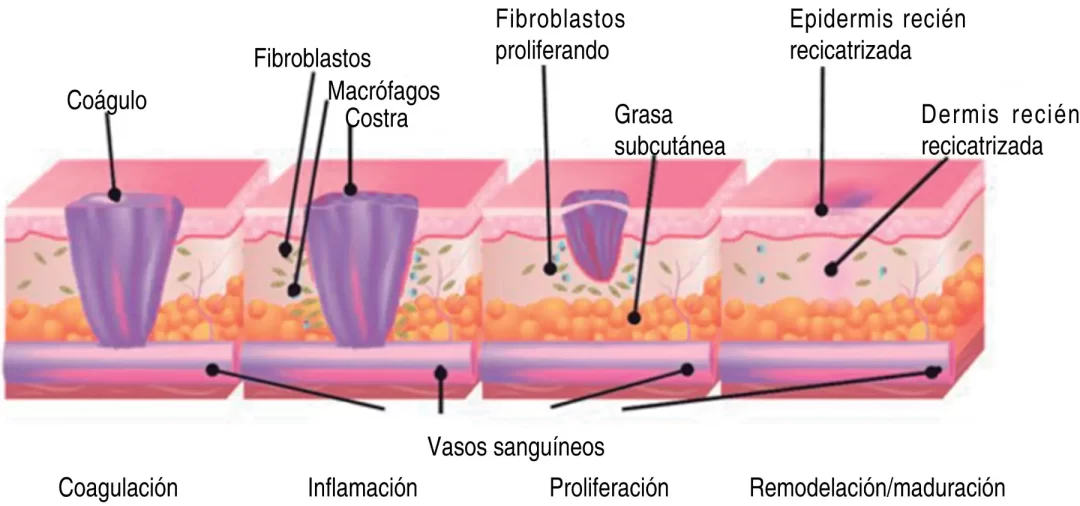 https://www.nutridermovital.es/tienda-grupo-nutridermovital/CURSOS-DE-APARATOLOGIA-EN-ESPA%C3%91OL-c36385202